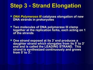 Step 3 - Strand ElongationStep 3 - Strand Elongation
 DNA Polymerase IIIDNA Polymerase III catalyses elongation of newcatalyses elongation of new
DNA strands in prokaryotesDNA strands in prokaryotes
 Two molecules of DNA polymerase III clampTwo molecules of DNA polymerase III clamp
together at the replication forks, each acting on 1together at the replication forks, each acting on 1
of the strandsof the strands
 One strand exposed at its 3' end produces aOne strand exposed at its 3' end produces a
daughter strand which elongates from its 5' to 3'daughter strand which elongates from its 5' to 3'
end and is called the LEADING STRAND. Thisend and is called the LEADING STRAND. This
strand is synthesized continuously and growsstrand is synthesized continuously and grows
from 5' to 3'.from 5' to 3'.
 