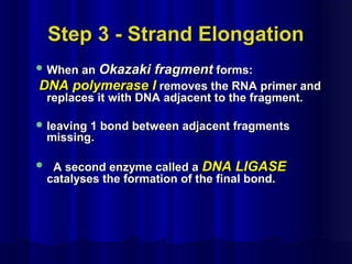 Step 3 - Strand ElongationStep 3 - Strand Elongation
 When anWhen an Okazaki fragmentOkazaki fragment forms:forms:
DNA polymerase IDNA polymerase I removes the RNA primer andremoves the RNA primer and
replaces it with DNA adjacent to the fragment.replaces it with DNA adjacent to the fragment.
 leaving 1 bond between adjacent fragmentsleaving 1 bond between adjacent fragments
missing.missing.
 A second enzyme called aA second enzyme called a DNA LIGASEDNA LIGASE
catalyses the formation of the final bond.catalyses the formation of the final bond.
 