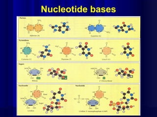 Nucleotide bases
 
