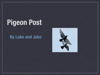 Pigeon Post
By Luke and Jake
 