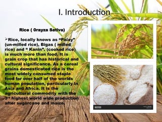 Rice presentation from sidling to harvest stage.pptx