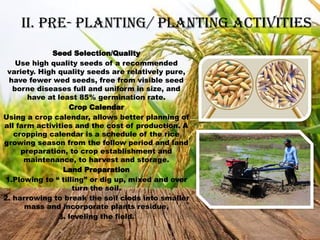 Rice presentation from sidling to harvest stage.pptx