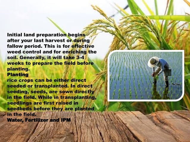 Rice presentation from sidling to harvest stage.pptx | Free Download