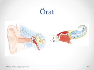 Örat




Malin Åhrby, Häggvallskolan          4
 