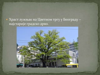  Храст лужњак на Цветном тргу у Београду −
 најстарије градско дрво.
 