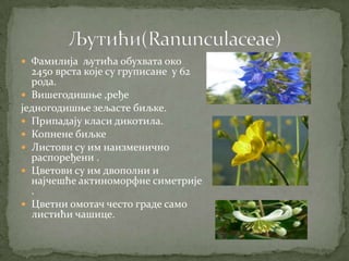  Фамилија љутића обухвата око
  2450 врста које су груписане у 62
  рода.
 Вишегодишње ,ређе
једногодишње зељасте биљке.
 Припадају класи дикотила.
 Копнене биљке
 Листови су им наизменично
  распоређени .
 Цветови су им двополни и
  најчешће актиноморфне симетрије
  .
 Цветни омотач често граде само
  листићи чашице.
 