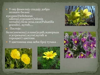  У ову фамилију спадају добро
  познате биљке:
кукурек(Helleborus
  odorus),гороцвет(Adonis
  vernalis),бела лоза,саса(Pulsatilla
  grandis), љутић,...
 Постоје:
бели(анемона),плави(једић,жаворњак
  и јетрењача),жути(љутић и
  гороцвет) цветови.
 У цветовима има већи број тучака .
 