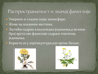  Умерени и хладни појас хемисфере.
 Живе на влажним местима.
 Љутићи садрже алкалоидна једињења,а велики
  број врста ове фамилије садржи токсична
  једињења.
 Користе се у хортикултури,као вртне биљке.
 
