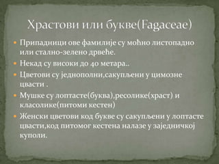 Припадници ове фамилије су моћно листопадно
    или стално-зелено дрвеће.
   Некад су високи до 40 метара..
   Цветови су једнополни,сакупљени у цимозне
    цвасти .
   Мушке су лоптасте(буква),ресолике(храст) и
    класолике(питоми кестен)
   Женски цветови код букве су сакупљени у лоптасте
    цвасти,код питомог кестена налазе у заједничкој
    куполи.
 