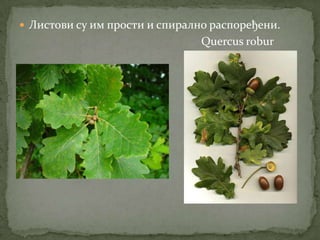  Листови су им прости и спирално распоређени.
                                Quercus robur
 
