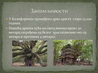  У Калифорнији пронађено дрво храста старо 13.000
  година.
 Највећа дрвена кућа на свету,висока преко 30
  метара,саграђена од белог храста(висине око 25
  метара и пречника 4 метара).
 