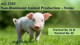 AG 2103
Non-Ruminant Animal Production – Swine
Practical No. 01 &
Practical No. 02
1
 