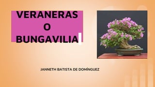 VERANERAS
O
BUNGAVILIA
JANNETH BATISTA DE DOMÍNGUEZ
 