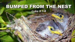 BUMPED FROM THE NEST Luke 9:1-6 