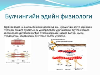 Физиологий судалгааны аргууд Lkhagva | PPT