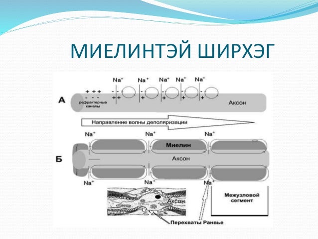 Физиологий судалгааны аргууд Lkhagva