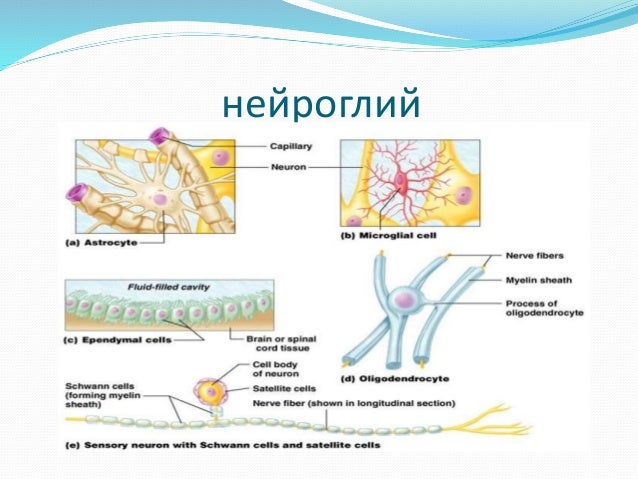 Физиологий судалгааны аргууд Lkhagva