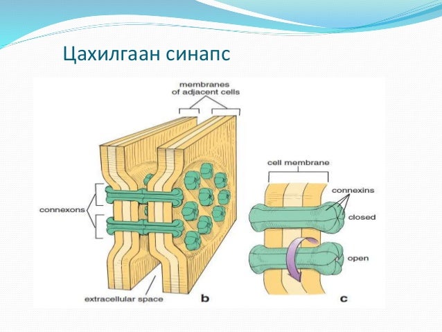 Физиологий судалгааны аргууд Lkhagva