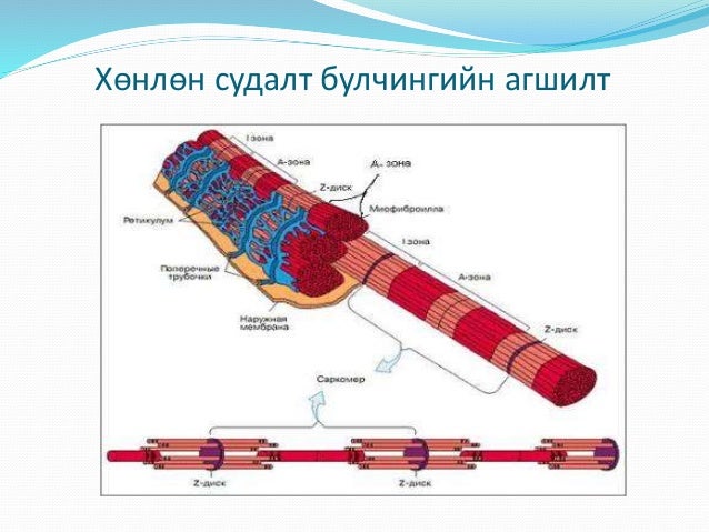 Физиологий судалгааны аргууд Lkhagva