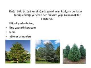 Doğal bitki örtüsü kuraklığa dayanıklı olan kızılçam bunların
      tahrip edildiği yerlerde her mevsim yeşil kalan makiler
                             oluşturur.
  Yüksek yerlerde ise ;
• iğne yapraklı karaçam
• sedir
• köknar ormanları
 