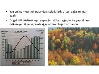 • Yaz ve kış mevsimi arasında sıcaklık farkı artar, yağış miktarı
  azalır.
• Doğal bitki örtüsü kışın yaprağını döken ağaçlar ile yapraklarını
  dökmeyen iğne yapraklı ağaçlardan oluşan ormandır.
 