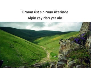 Orman üst sınırının üzerinde
   Alpin çayırları yer alır.
 