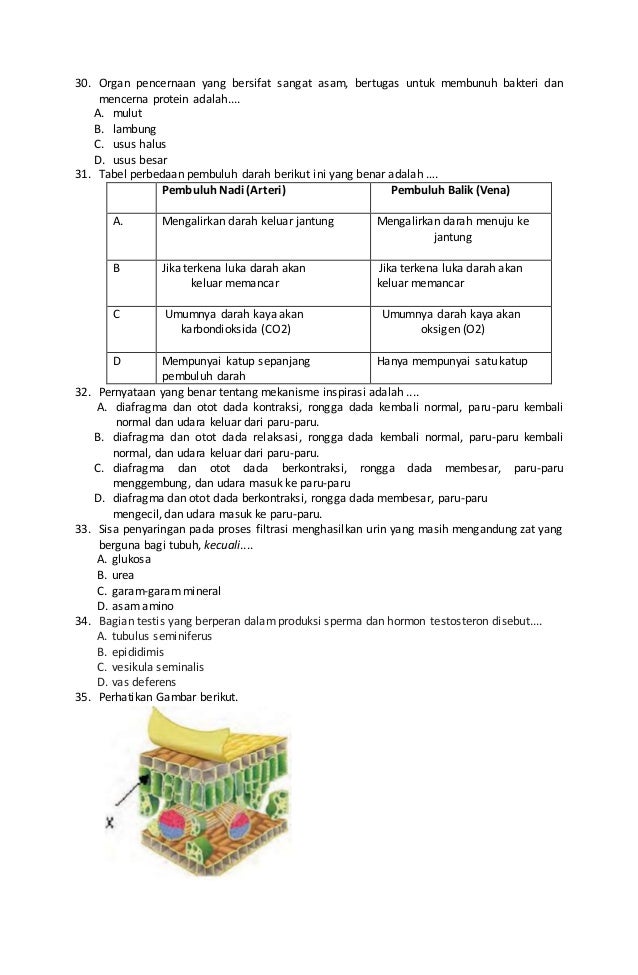 Tabel Perbedaan Pembuluh Darah Berikut Ini Yang Benar