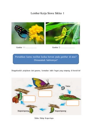 Lembar Kerja Siswa Siklus 1
Gambar 1 : …………….. Gambar 2 : …………………
Dengarkanlah penjelasan dari gurumu, kemudian isilah bagan yang rumpang di bawah ini!
Siklus Hidup Kupu-kupu
Pernahkan kamu melihat kedua hewan pada gambar di atas?
Dimanakah habitatnya?
 