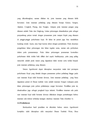 11
yang dikembangkan, namun dilahan ini, jenis tanaman yang ditanam lebih
bervariasi. Jenis tanaman pelindung yang ditanam berupa Kakao, Sengon,
Alpukat, Cengkeh, Pisang, dan Nangka. Adapun jenis tanaman pangan yang
ditanam adalah Talas dan Singkong. Lahan pekarangan dimanfaatkan pula sebagai
penyumbang pakan ternak dengan penanaman jenis rumput Gajah yang ditanam
di pinggir-pinggir perkebunan kopi. Di lahan ini petani juga bisa mendirikan
kandang ternak Ayam, atau Sapi karena dekat dengan pemukiman. Pada dasarnya
pengelolaan lahan pekarangan dan lahan tegalan sama, namun ada perbedaan
dalam pola penanamanya. Pada lahan pekarangan penanaman komoditas
perkebunan tidak terlalu baik dilihat dari aspek budidayanya, yaitu yang paling
mencolok adalah jarak tanam yang digunakan tidak teratur serta terlalu banyak
jenis tanaman pelindung yang ditanam.
Sistem Agroforestri dapat diterapkan masyarakat mulai dari persiapan
perkebunan Kopi yang dimulai dengan penanaman pohon pelindung hingga pada
saat tanaman Kopi telah berumur dewasa. Jenis tanaman pelindung yang biasa
digunakan petani di Dusun tambak watu adalah tanaman Sengon walaupun pada
lahan pekarangan jenis pohon pelindunnya sangat bervariasi. Pemilihan jenis ini,
dimaksudkan juga sebagai penghasil kayu industri. Pemilihan tanaman sela pada
saat tanaman kopi telah berumur dewasa dilakukan dengan pertimbangan bahwa
tanaman sela toleran terhadap naungan misalnya tanaman Talas (Gambar 1).
4.2.Pembahasan
Berdasarkan hasil penelitian ini diketahui bahwa sistem Agroforestri
kompleks telah diterapkan oleh masyrakat Dusun Tambak Watu, Desa
 