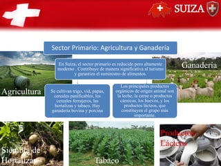 SUIZA
Agricultura
Sector Primario: Agricultura y Ganadería
En Suiza, el sector primario es reducido pero altamente
moderno . Contribuye de manera significativa al turismo
y garantiza el suministro de alimentos.
Se cultivan trigo, vid, papas,
cereales panificables, los
cereales forrajeros, las
hortalizas y tabaco. Hay
ganadería bovina y porcina
Los principales productos
orgánicos de origen animal son
la leche, la carne o productos
cárnicos, los huevos, y los
productos lácteos, que
constituyen el grupo más
importante.
Ganadería
Productos
Lácteos
Siembra de
Hortalizas Tabaco
 