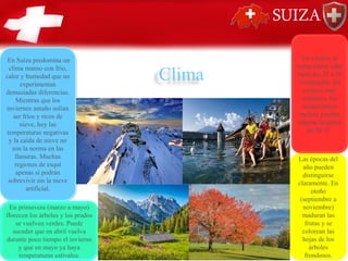 Clima
Las épocas del
año pueden
distinguirse
claramente. En
otoño
(septiembre a
noviembre)
maduran las
frutas y se
colorean las
hojas de los
árboles
frondosos.
En Suiza predomina un
clima manso con frio,
calor y humedad que no
experimentan
demasiadas diferencias.
Mientras que los
inviernos antaño solían
ser fríos y ricos de
nieve, hoy las
temperaturas negativas
y la caída de nieve no
son la norma en las
llanuras. Muchas
regiones de esquí
apenas si podrán
sobrevivir sin la nieve
artificial.
En primavera (marzo a mayo)
florecen los árboles y los prados
se vuelven verdes. Puede
suceder que en abril vuelva
durante poco tiempo el invierno
y que en mayo ya haya
temperaturas estivales.
En verano, la
temperatura sube
hasta los 25 a 30
centígrados. En
veranos muy
calientes, las
temperaturas
incluso pueden
superar la marca
de 30 °C.
 