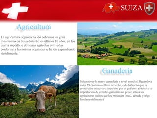 Agricultura
La agricultura orgánica ha ido cobrando un gran
dinamismo en Suiza durante los últimos 10 años, en los
que la superficie de tierras agrícolas cultivadas
conforme a las normas orgánicas se ha ido expandiendo
rápidamente.
Ganadería
Suiza posee la mayor ganadería a nivel mundial, llegando a
valer 59 céntimos el litro de leche, esto ha hecho que la
protección arancelaria impuesta por el gobierno federal a la
importación de cereales garantiza un precio alto a los
agricultores suizos que los producen (maíz, cebada y trigo
fundamentalmente)
 