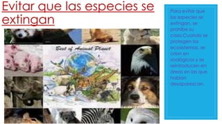 Evitar que las especies se 
extingan 
Para evitar que 
las especies se 
extingan, se 
prohíbe su 
caza.Cuando se 
protegen los 
ecosistemas, se 
crían en 
zoológicos y se 
reintroducen en 
áreas en las que 
habían 
desaparezcan. 
 