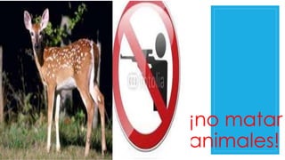¡no matar 
animales! 
 