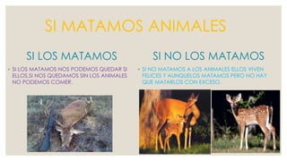 SI MATAMOS ANIMALES 
SI LOS MATAMOS 
◦ SI LOS MATAMOS NOS PODEMOS QUEDAR SI 
ELLOS.SI NOS QUEDAMOS SIN LOS ANIMALES 
NO PODEMOS COMER. 
SI NO LOS MATAMOS 
◦ SI NO MATAMOS A LOS ANIMALES ELLOS VIVEN 
FELICES Y AUNQUELOS MATAMOS PERO NO HAY 
QUE MATARLOS CON EXCESO. 
 