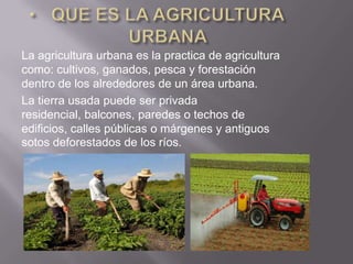 La agricultura urbana es la practica de agricultura
como: cultivos, ganados, pesca y forestación
dentro de los alrededores de un área urbana.
La tierra usada puede ser privada
residencial, balcones, paredes o techos de
edificios, calles públicas o márgenes y antiguos
sotos deforestados de los ríos.
 