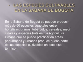 En la Sabana de Bogotá se pueden producir
más de 60 especies vegetales entre
hortalizas, granos, tubérculos, cereales, medi
cinales y especies frutales. La Agricultura
Urbana que se puede practicar en áreas
periurbanas y urbanas produce buena parte
de las especies cultivables en este piso
térmico.
 