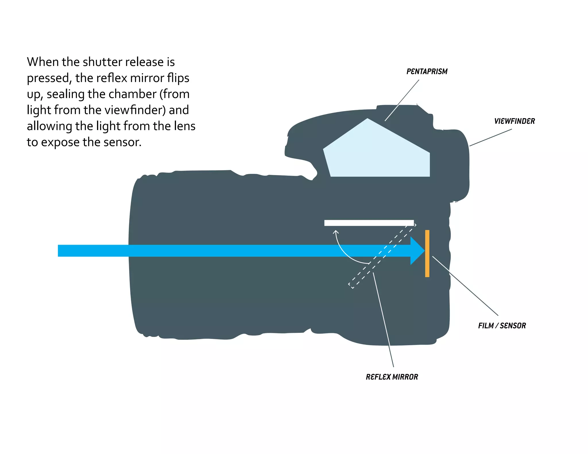 When the shutter release is
pressed, the reflex mirror flips
up, sealing the chamber (from
light from the viewfinder) and
allowing the light from the lens
to expose the sensor.

PENTAPRISM

VIEWFINDER

FILM / SENSOR

REFLEX MIRROR

 