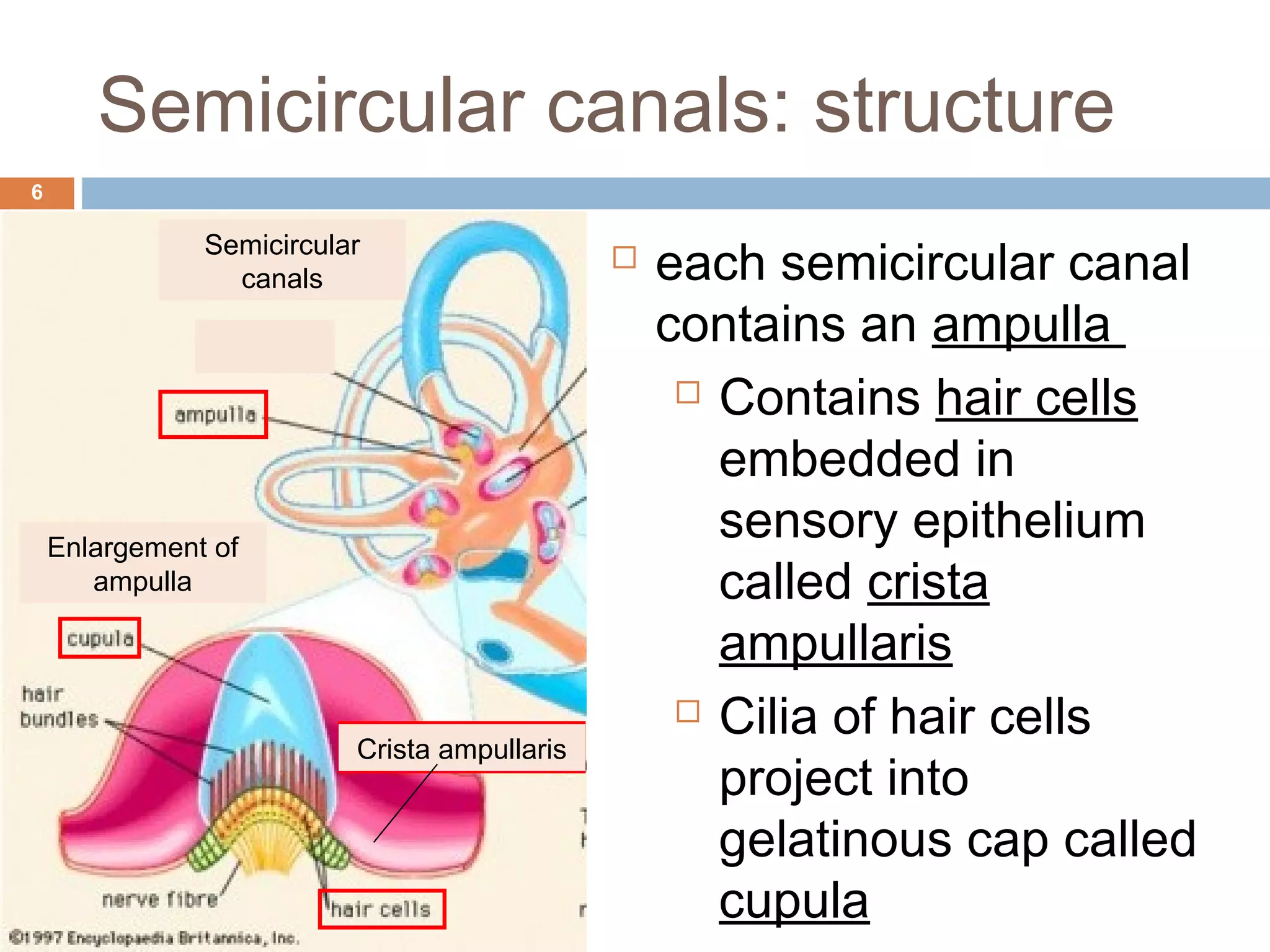 The Vestibular System | PPT