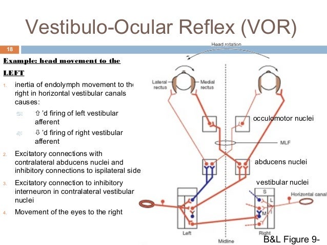 vestibulocochlear reflex the vestibular system vestibulocochlear reflex the vestibular system