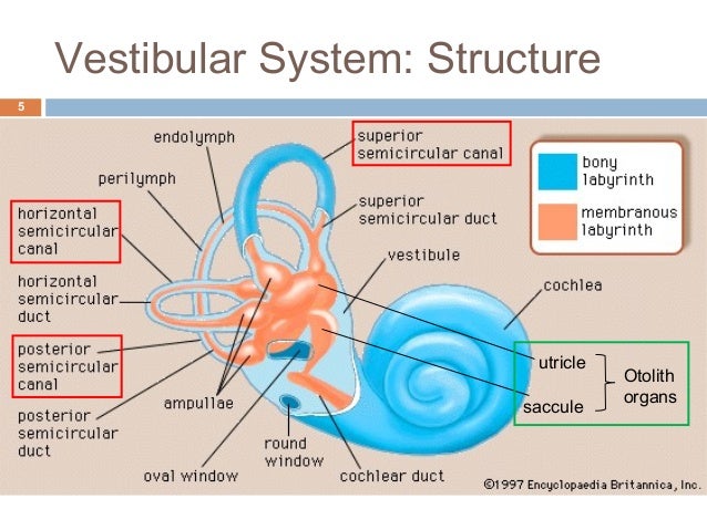 Vestibular System Anatomy