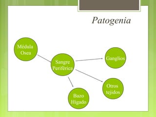 Patogenia

Médula
 Osea
                              Ganglios
          Sangre
         Periférica


                              Otros
                              tejidos
                   Bazo
                  Hígado
 