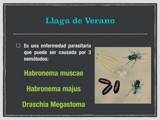 Llaga de Verano
Es una enfermedad parasitaria
que puede ser causada por 3
nemátodos:
Habronema muscae
Habronema majus
Draschia Megastoma
 