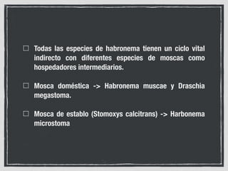 Todas las especies de habronema tienen un ciclo vital
indirecto con diferentes especies de moscas como
hospedadores intermediarios.
Mosca doméstica -> Habronema muscae y Draschia
megastoma.
Mosca de establo (Stomoxys calcitrans) -> Harbonema
microstoma
 