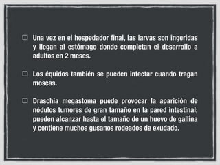 Una vez en el hospedador ﬁnal, las larvas son ingeridas
y llegan al estómago donde completan el desarrollo a
adultos en 2 meses.
Los équidos también se pueden infectar cuando tragan
moscas.
Draschia megastoma puede provocar la aparición de
nódulos tumores de gran tamaño en la pared intestinal;
pueden alcanzar hasta el tamaño de un huevo de gallina
y contiene muchos gusanos rodeados de exudado.
 