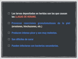 Las larvas depositadas en heridas son las que causan
las LLAGAS DE VERANO.
Provocan reacciones granulomatosas de la piel
(erosiones, hinchazones, etc.)
Producen intenso picor y son muy molestas.
Son difíciles de curar
Pueden infectarse con bacterias secundarias.
 