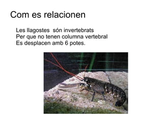 Com es relacionen
 Les llagostes són invertebrats
 Per que no tenen columna vertebral
 Es desplacen amb 6 potes.
 