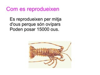 Com es reprodueixen
 Es reprodueixen per mitja
 d'ous perque són ovípars
 Poden posar 15000 ous.
 