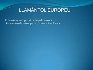LLAMÀNTOL EUROPEU
El llamàntol europeu viu a prop de la costa.
S'alimenten de peixos petits, crustacis i mol.luscs.
 