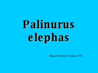 Palinurus elephas Raquel Monfort Carrasco 4ºD 
